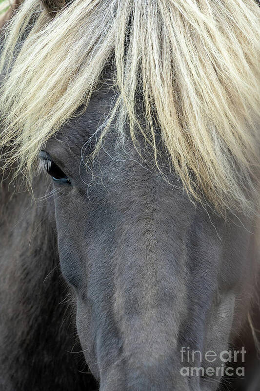 Horse Poster featuring the photograph Icelandic horse portrait by Delphimages Photo Creations