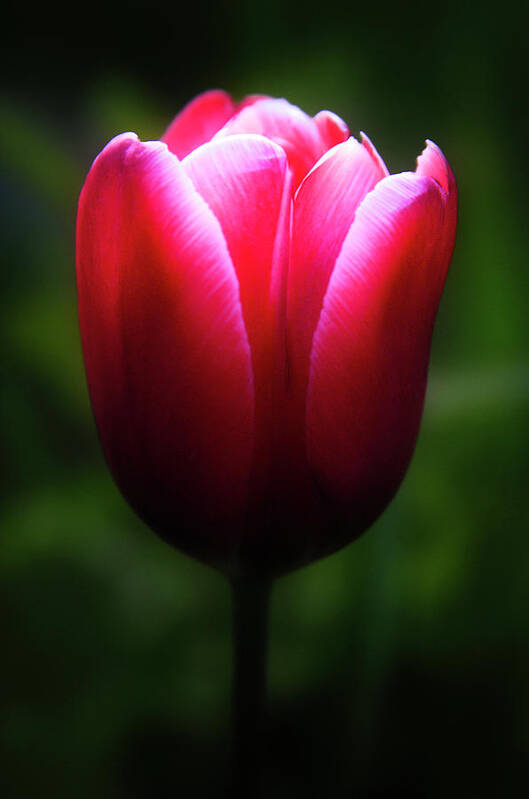 Tulip Poster featuring the photograph Imperfect Perfection by Brian Gustafson