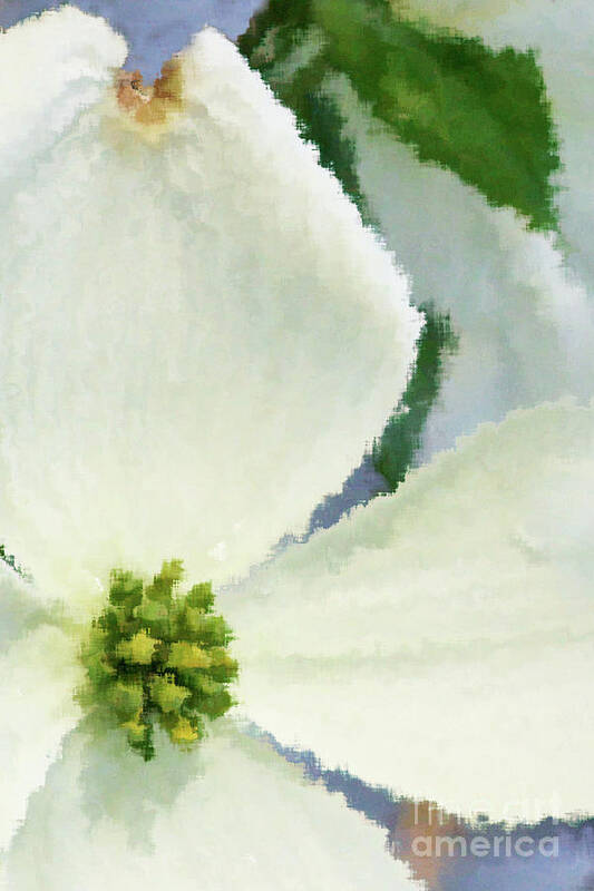 Dogwood; Dogwood Blossom; Blossom; Flower; Impressionist; Macro; Close Up; Petals; Green; White; Blue; Calm; Square; Pastel; Leaves; Tree; Branches Poster featuring the digital art Impression Dogwood 4 by Tina Uihlein