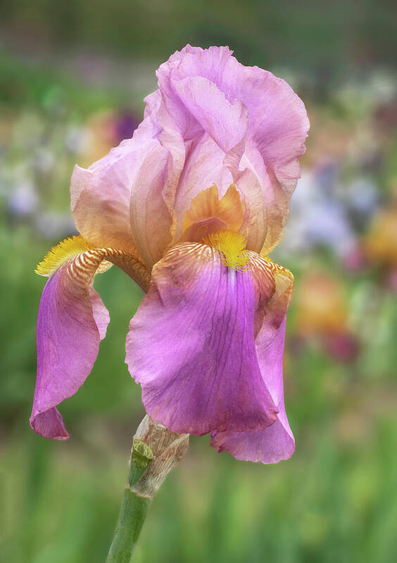 Flower Poster featuring the photograph Iris in the field by Roman Kurywczak