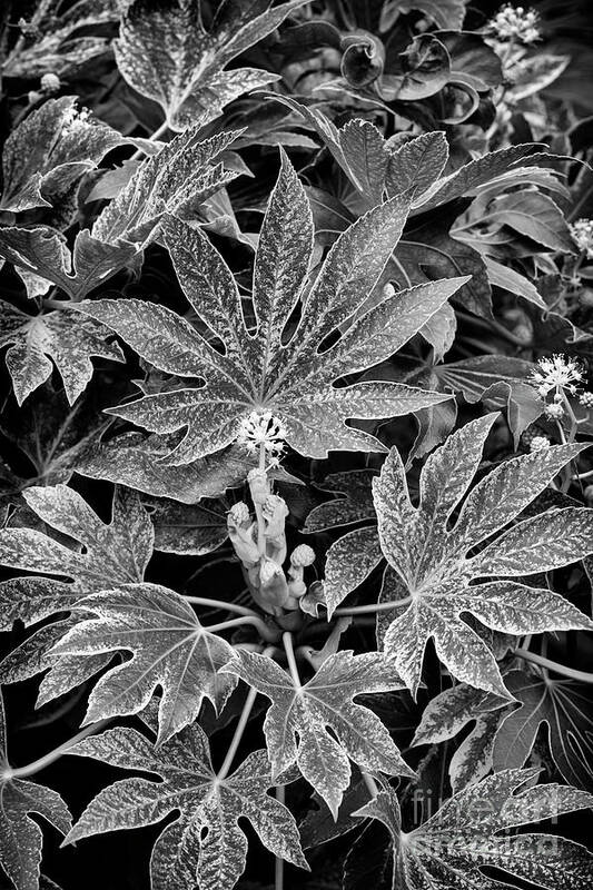Fatsia Japonica Spiders Web Poster featuring the photograph Japanese Aralia Spiders Web Monochrome by Tim Gainey