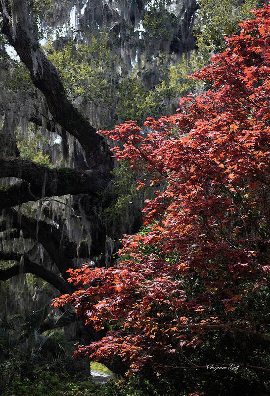 Photograph Poster featuring the photograph Japanese Red Maple in Watercolor by Suzanne Gaff