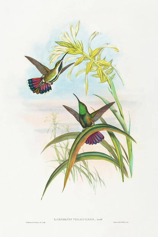 Lampornis Veraguensis Poster featuring the drawing Lampornis veraguensis, Veraguan Mango by John Gould