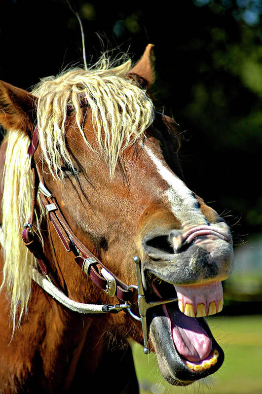 Horse Poster featuring the photograph Laughing Horse by Carolyn Marshall