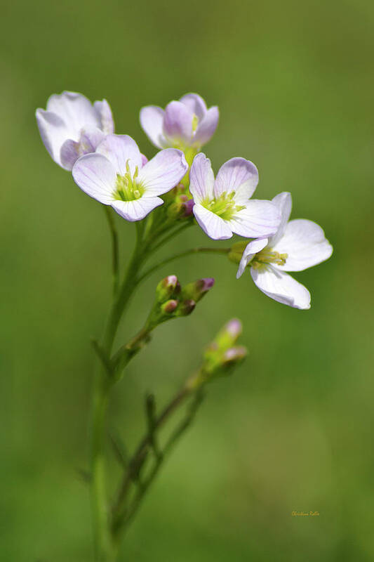 Flowers Poster featuring the photograph Lavender Cuckoo Flower by Christina Rollo