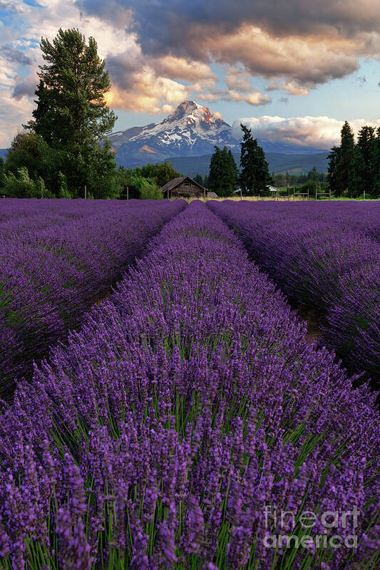 Purple Poster featuring the photograph Lavender Field in Bloom Overlooking Oregon's Mount Hood by Tom Schwabel