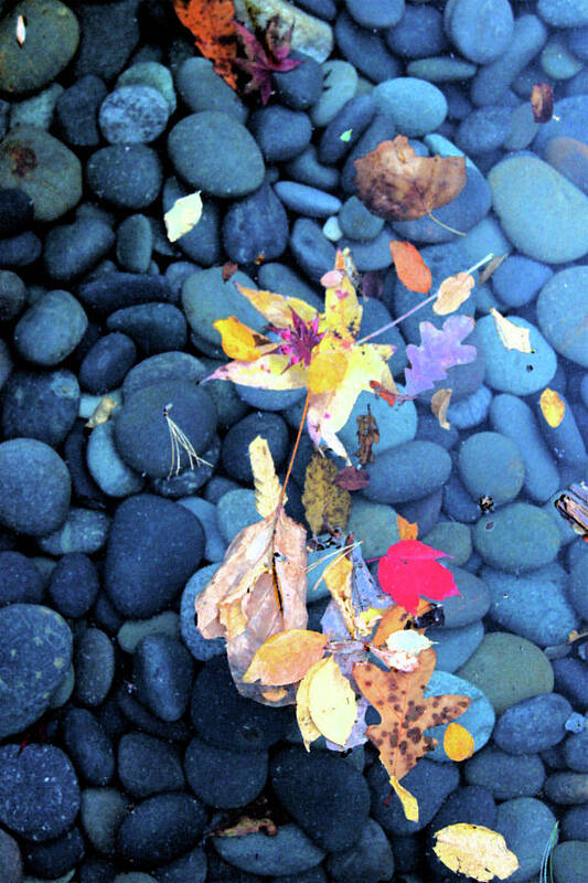 Stones Poster featuring the photograph Leaves and Stones 0928 by Carolyn Stagger Cokley
