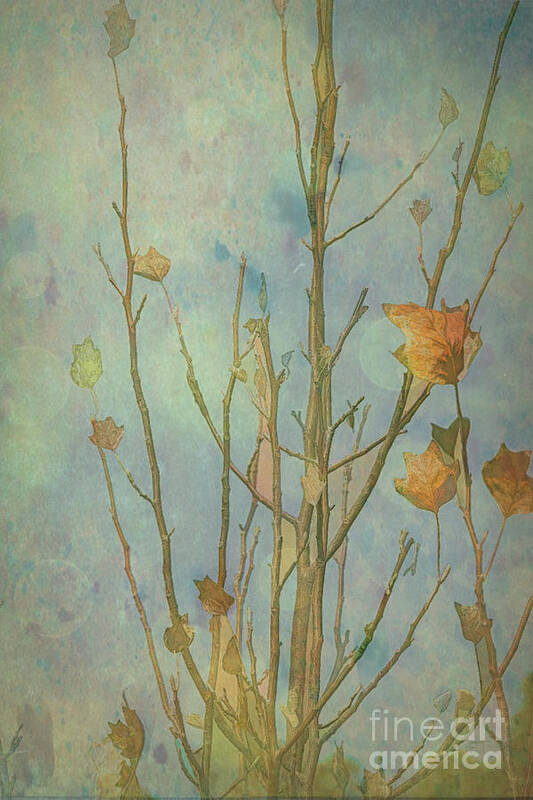 Autumn Poster featuring the photograph Letting Go of Autumn 2 by Elaine Teague