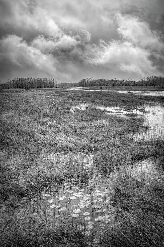 Clouds Poster featuring the photograph Lily Pads in the Glades in Black and White by Debra and Dave Vanderlaan