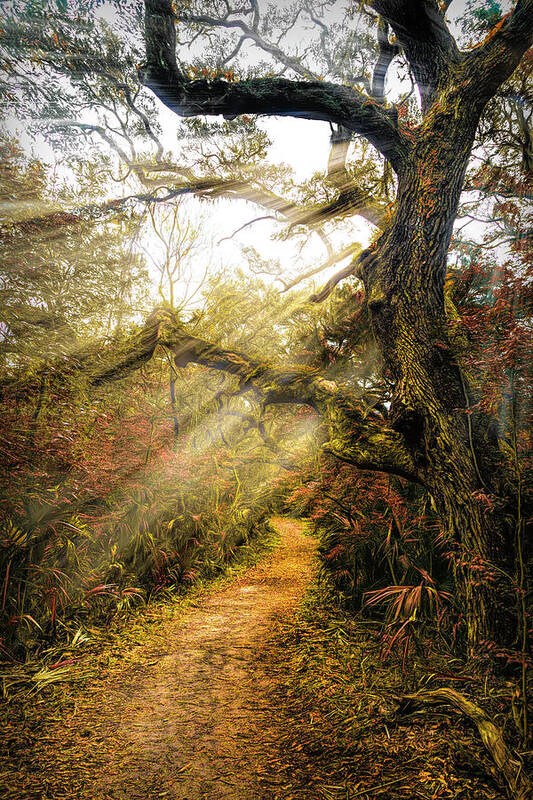 Trail Poster featuring the photograph Little Talbot Island Sunlit Autumn Trail by Debra and Dave Vanderlaan