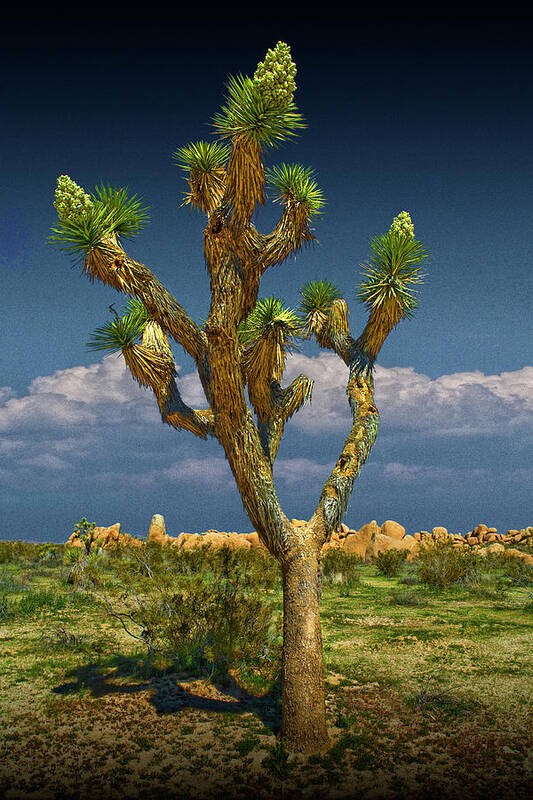 California Poster featuring the photograph Lone Joshua Tree in Joshua Tree National Park by Randall Nyhof
