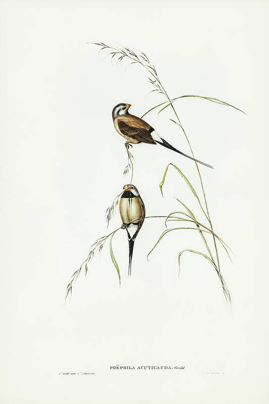 Long-tailed Grass Finch Poster featuring the drawing Long-tailed Grass Finch, Poephila acuticauda by John Gould