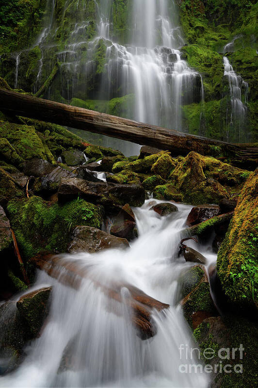 Waterfall Poster featuring the photograph Lower Proxy Falls in Oregon's Willamette National Forest by Tom Schwabel