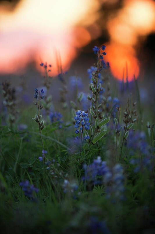  Poster featuring the photograph Lupine Sunset by Nicole Engstrom