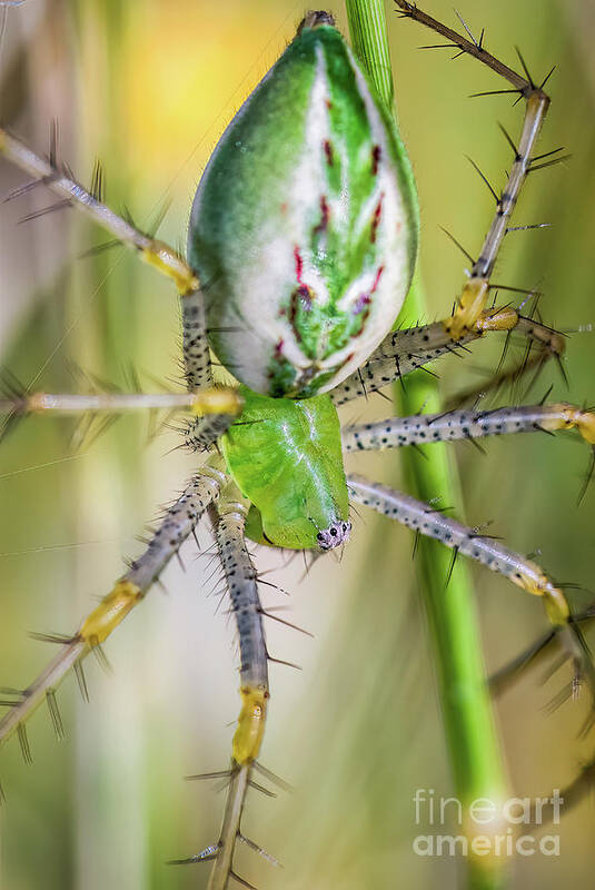 Spider Poster featuring the photograph Lynx Spider 3 by Al Andersen