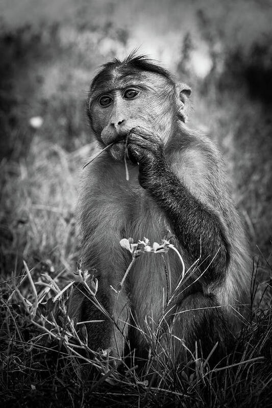 Macaque Poster featuring the photograph Macaque by Josu Ozkaritz