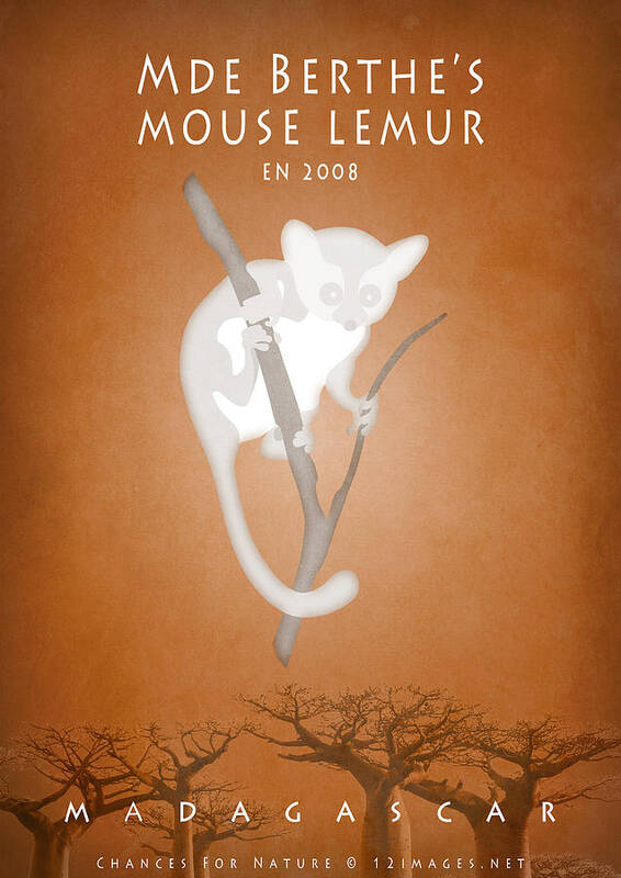 Madame Berthe's Mouse Lemur Poster featuring the digital art Madame Berthe's mouse lemur by Moira Risen