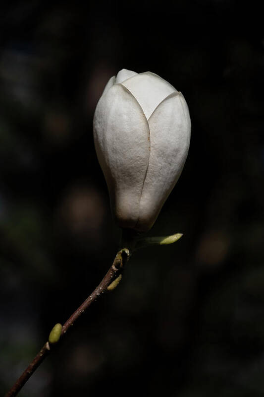 Magnolia Poster featuring the photograph Magnolia Soulangeana Lennei Alba Flower by Artur Bogacki