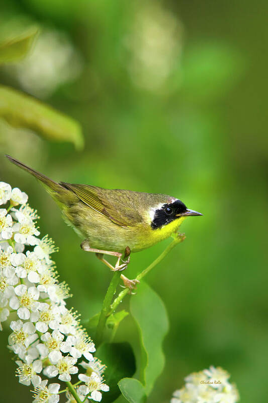 Warbler Poster featuring the photograph Male Common Yellowthroat Warbler by Christina Rollo