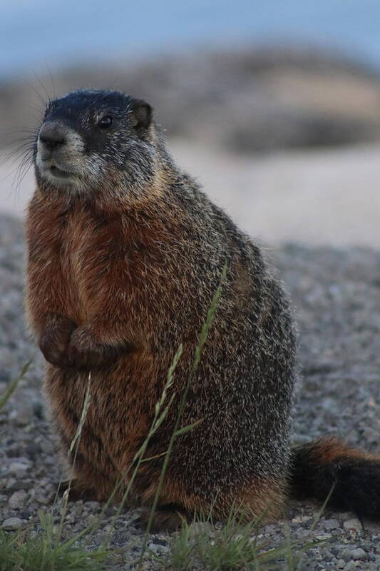 Marmot Poster featuring the photograph Marmot by Yvonne M Smith