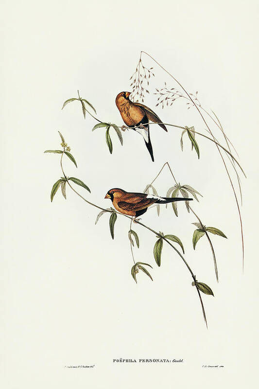 Masked Grass Finch Poster featuring the drawing Masked Grass Finch, Poephila personata by John Gould
