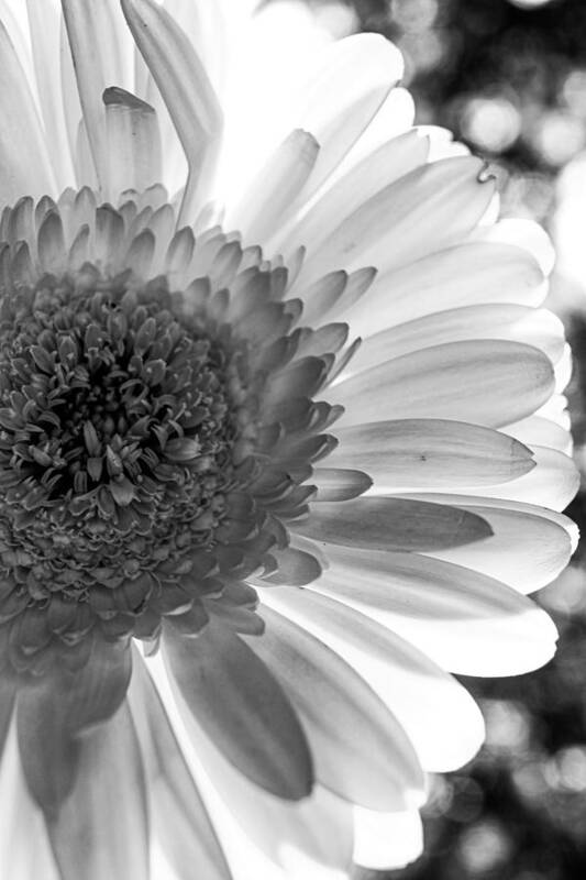 Texas Poster featuring the photograph Monochrome Daisy by W Craig Photography