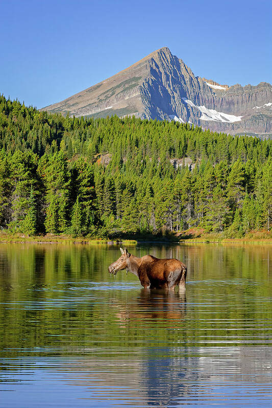 Glacier National Park Poster featuring the photograph Moose and Swiftcurrent Mountain by Jack Bell