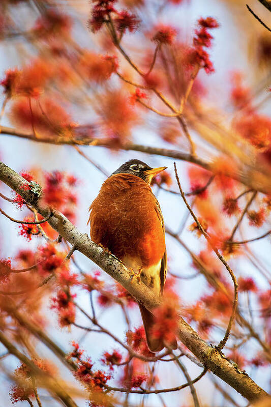 Bird Poster featuring the photograph Morning Robin in Red Maple Blossoms by Rachel Morrison