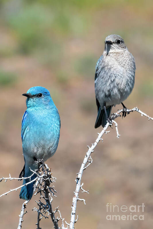 Mountain Bluebirds Poster featuring the photograph Mountain Bluebird Couple by Michael Dawson