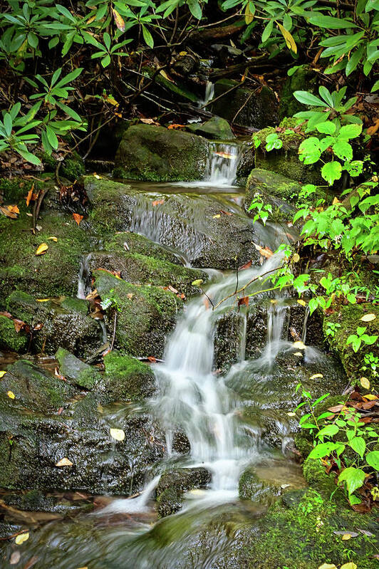 Nature Poster featuring the photograph Mountain Trickle by Ed Stokes
