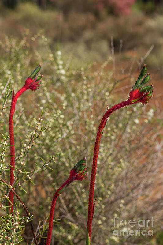 Kangaroo Paw Poster featuring the photograph Mum, Dad and Baby Paws by Elaine Teague