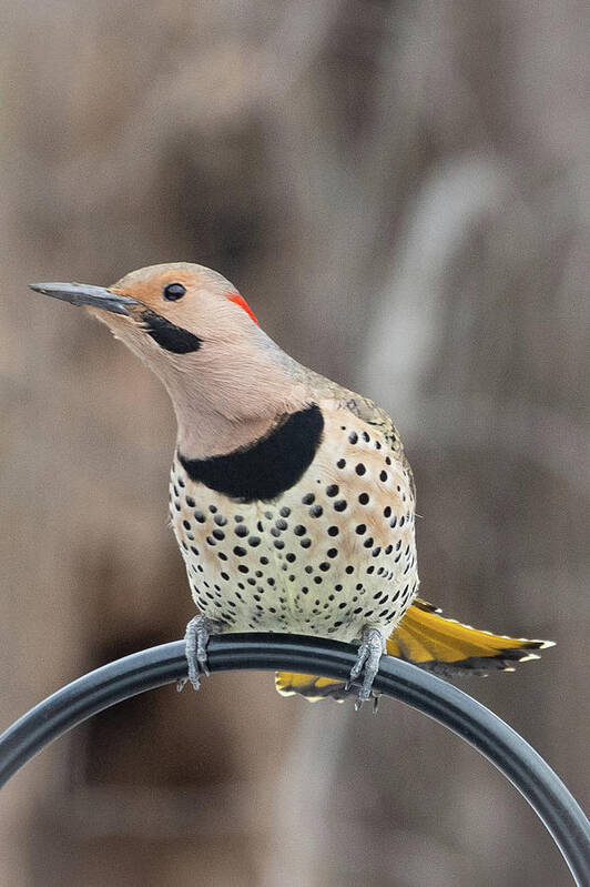 2019 Poster featuring the photograph Northern Flicker 5 by Gerri Bigler