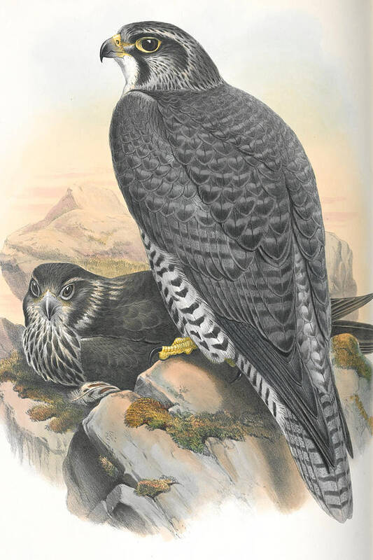 Norwegian Gyrfalcon Poster featuring the drawing Norwegian Gyrfalcon. John Gould by World Art Collective