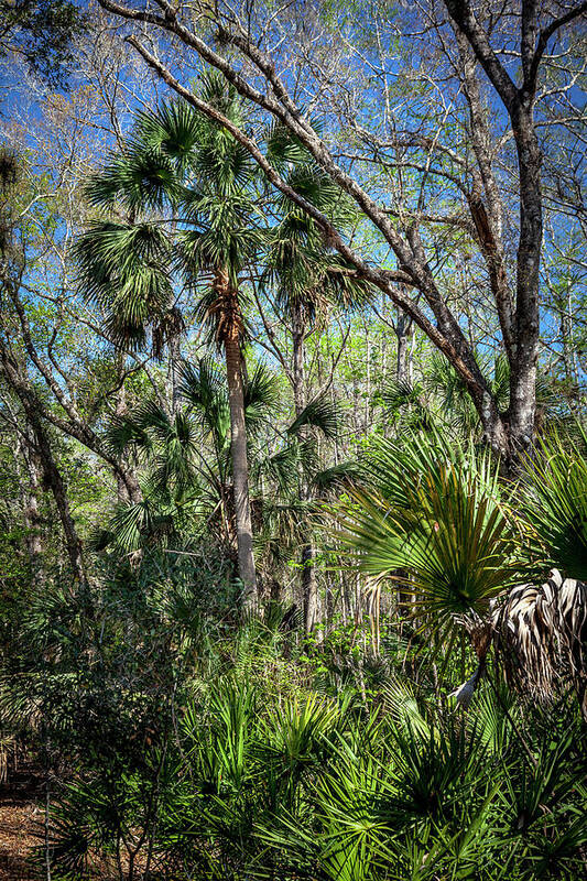 Florida Poster featuring the photograph On a Florida Hike - 3 by W Chris Fooshee