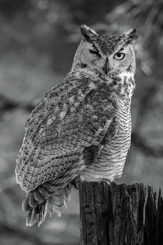 Great Horned Owl Poster featuring the photograph One Eyed Owl Black and White by Steve Templeton