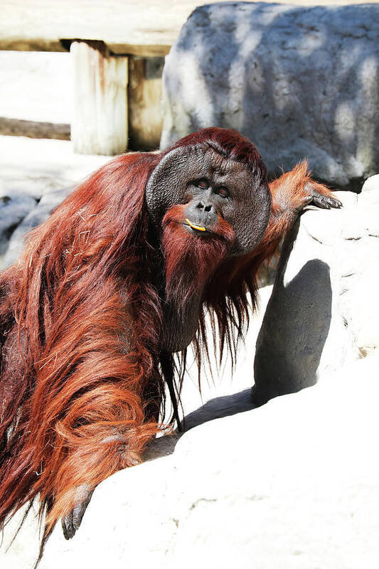 Orangutan Poster featuring the photograph Orang LP 32A by Sally Fuller