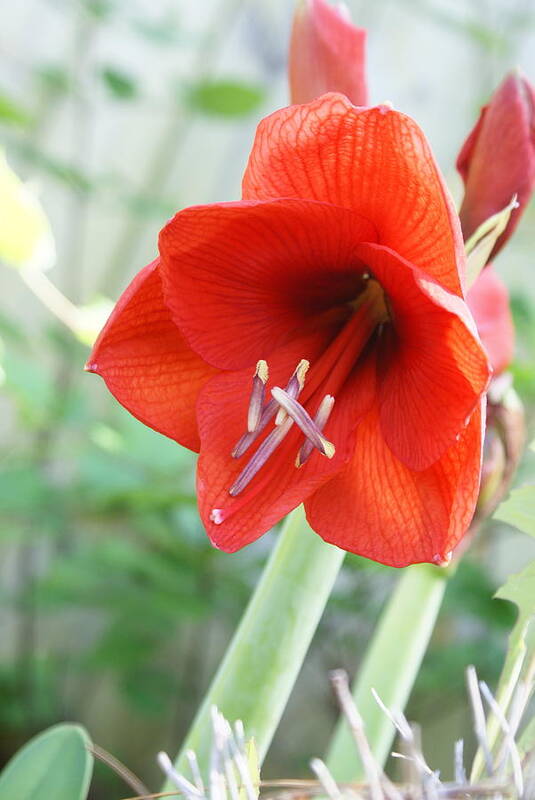  Poster featuring the photograph Orange Amaryllis by Heather E Harman