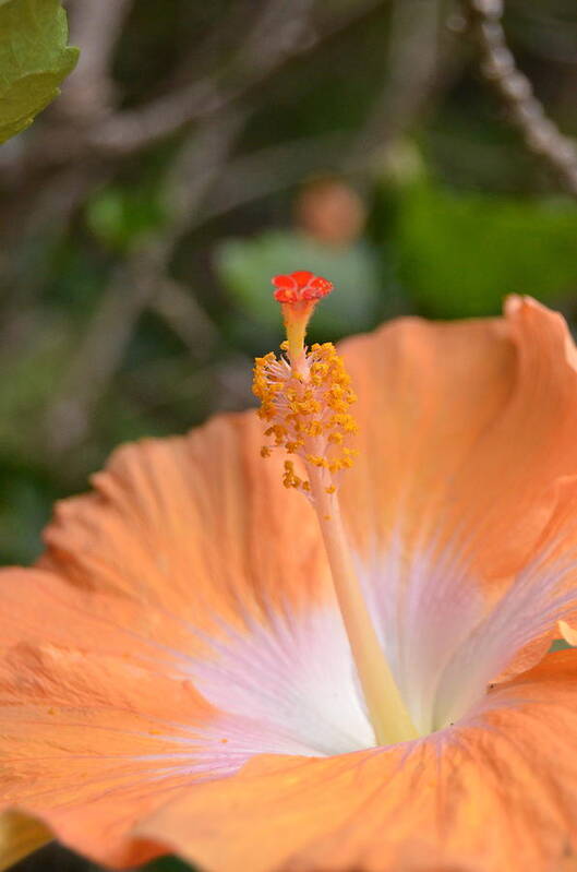 Flower Poster featuring the photograph Orange White Hibiscus 2 by Amy Fose