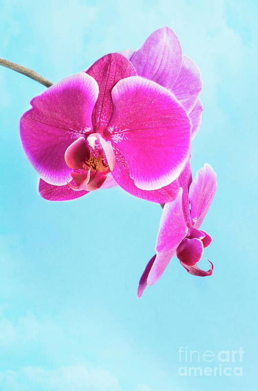 Bloom Poster featuring the photograph Orchid by Juli Scalzi