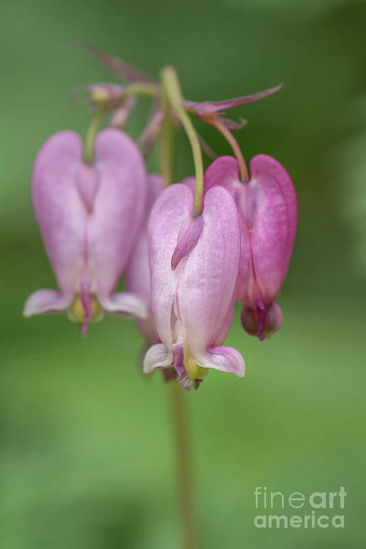 Boulder River Poster featuring the photograph Pacific Bleedingheart Wildflower #1 by Nancy Gleason