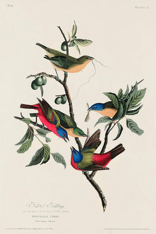 Finch Poster featuring the painting Painted Finch. John James Audubon by World Art Collective