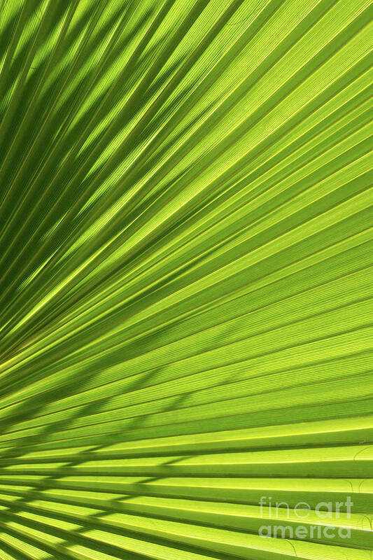 Palm Leaf Poster featuring the photograph Palm leaf with light and shadow 1 by Adriana Mueller