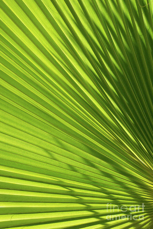 Palm Leaf Poster featuring the photograph Palm leaf with light and shadow 2 by Adriana Mueller
