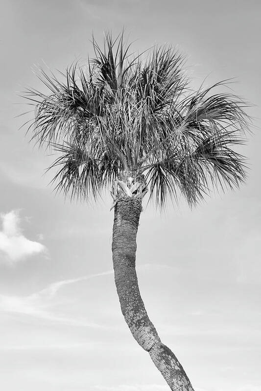 Palm Poster featuring the photograph Palm Tree Curve by Robert Wilder Jr