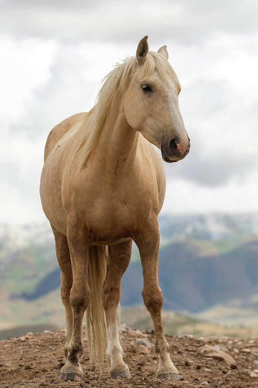 Horses Poster featuring the photograph Palomino by Mary Hone