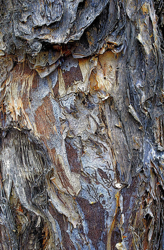 Australia Poster featuring the photograph Paper Bark by Jay Heifetz
