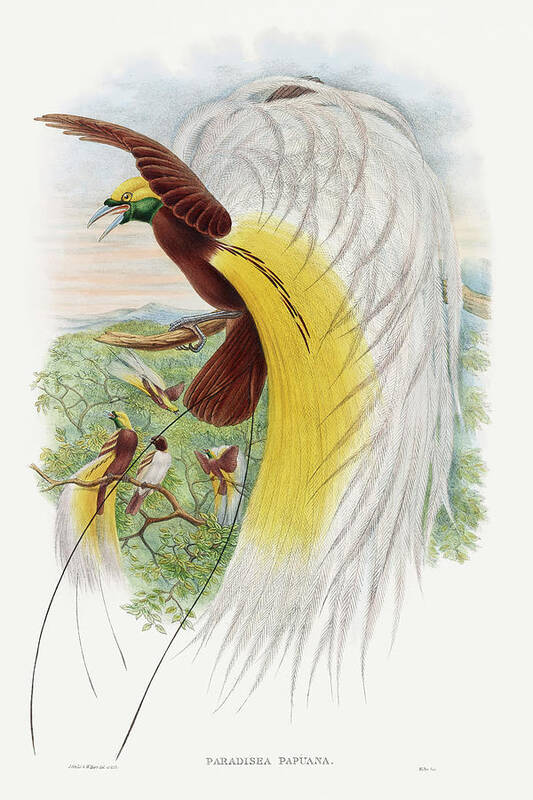 Paradisea Papuana Poster featuring the drawing Paradisea Papuana, Papuana Bird of Paradise by John Gould