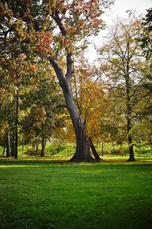 Trees Poster featuring the photograph Parco Cavour. Ottobre 2016 #8 by Marco Cattaruzzi