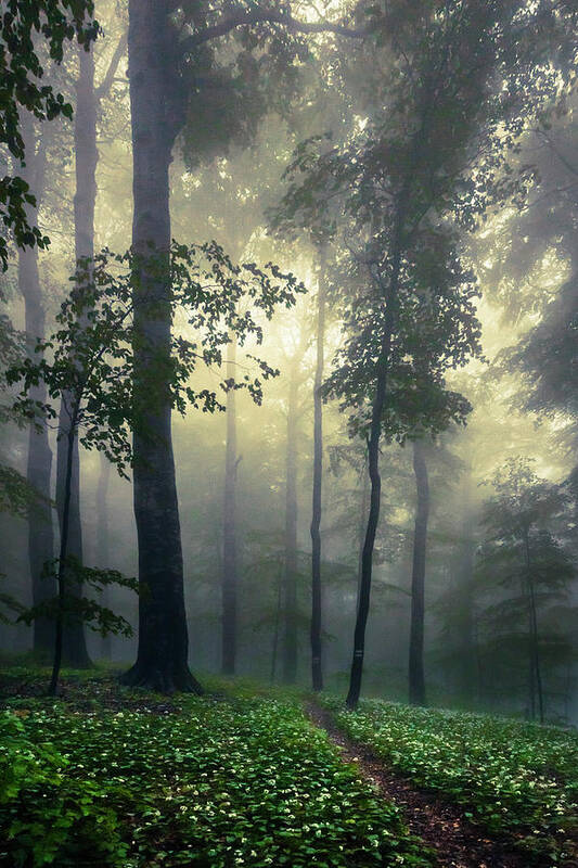 Balkan Mountains Poster featuring the photograph Path In the Mist by Evgeni Dinev