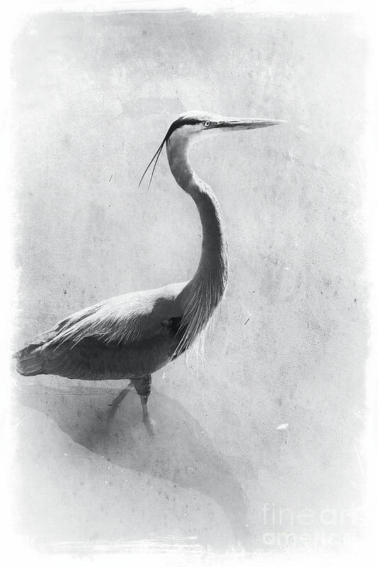 Great Blue Heron In Black And White Poster featuring the photograph Peaceful Heron in Black and White by Carol Groenen